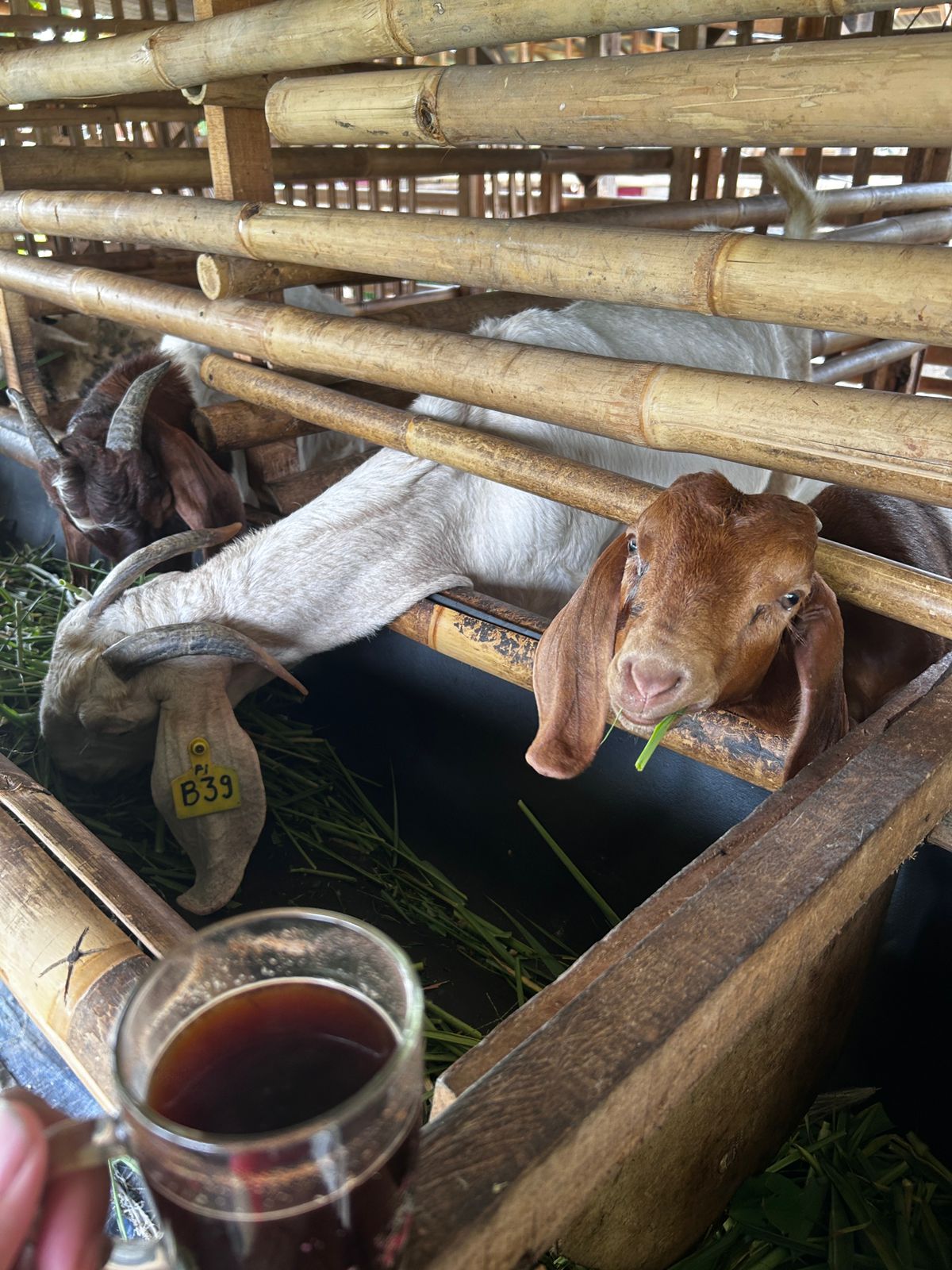Ternak Kambing: Cara Beternak, Jenis Terbaik, dan Peluang Usaha Menguntungkan