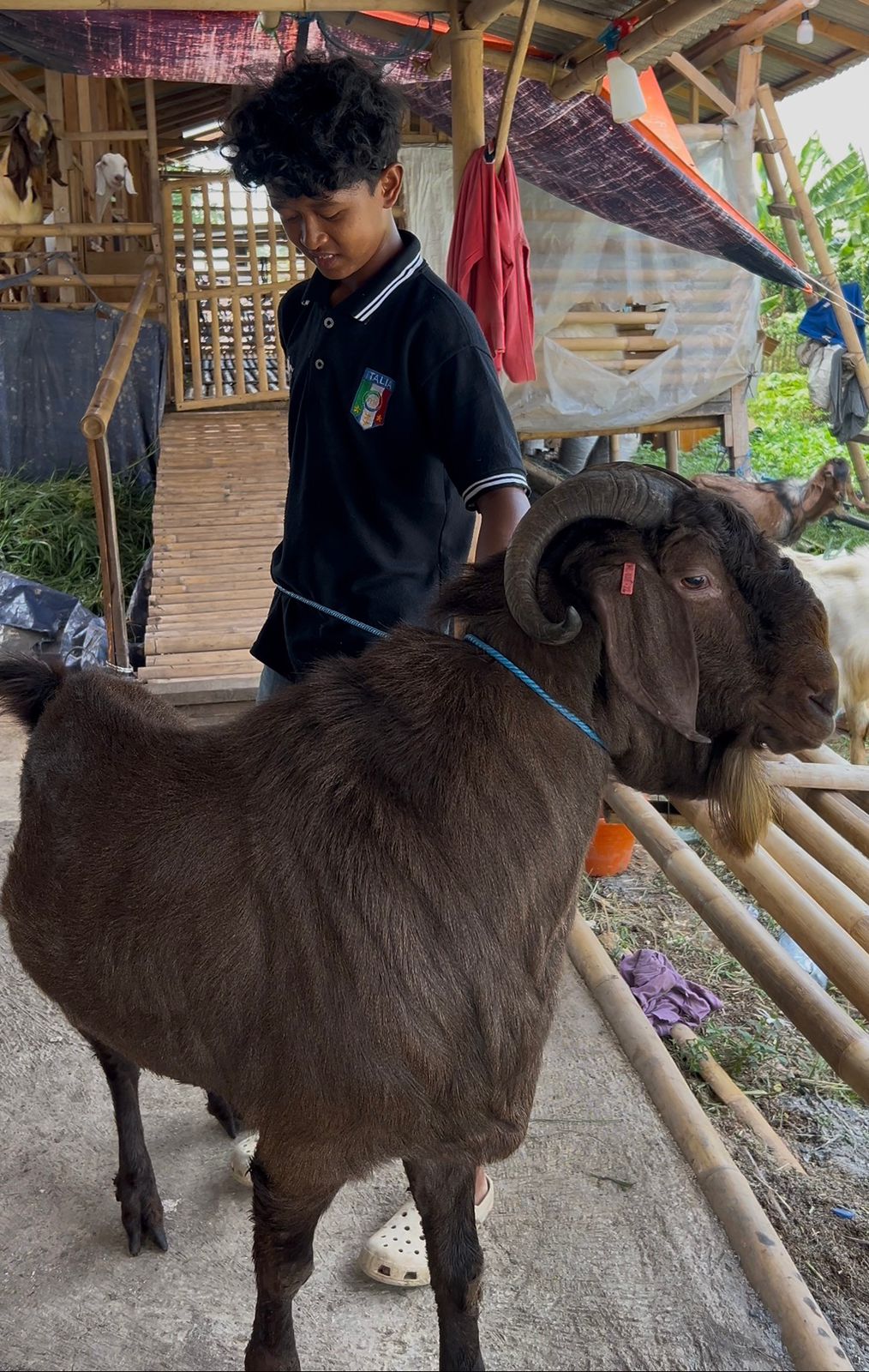 Mengenal Kambing Boer: Sang Raksasa Pedaging Unggulan di Indonesia