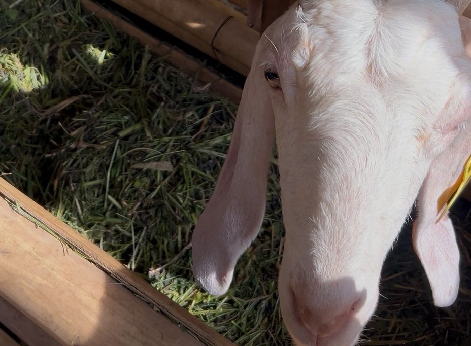 Penyedia Bibit Kambing dan Domba Unggul